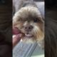 Shorkie dogs | boop dog | cutest puppies | best dogs videos | viral dogs | funny pets animals cats