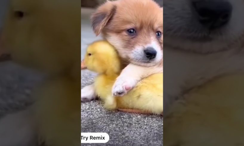 Shorts || Cutest puppy and kittens #animalgardens #cutest #shorts #tiger