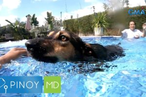 Staycation resort sa Tarlac, animal shelter para sa rescued dogs din! | Pinoy MD