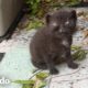 Streamer de videojuegos rescata gatitos de su patio trasero | Cat Crazy | El Dodo
