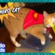 Super Hero Cat Fights Crime And Saves…Containers? | Dodo Kids | Animal Videos