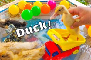 Swimming and washing ducklings | Ducklings playing | Baby Ducks so cute | Funny Animals video | pets