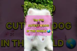 TOP 10 Cutest Dog In The World 🌍 || Top Cute Puppies 🐶 Breeds #shorts #trendingshorts #top10 #viral