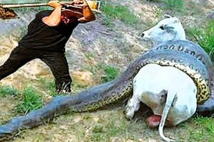 Terrifying!! Snake Attacks a Cow! EXTREME Wild Animal Fights