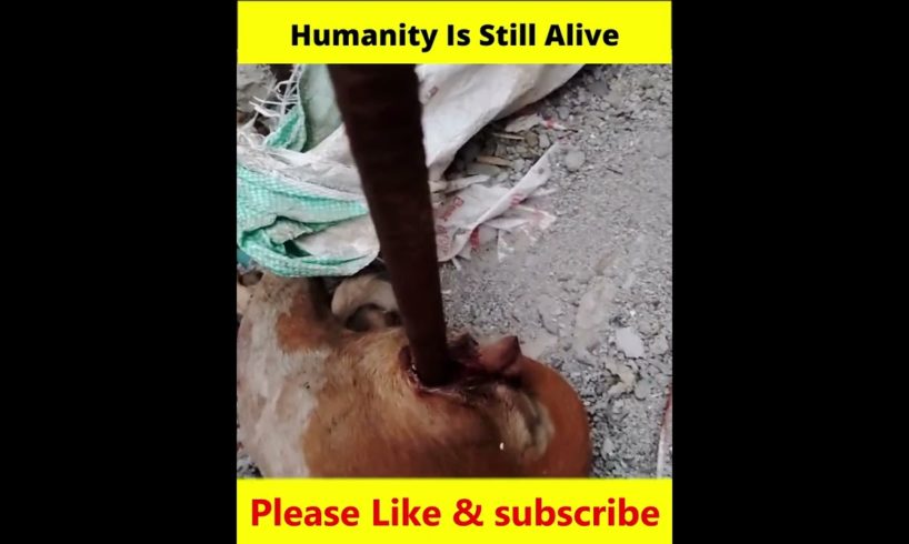 Thanks 🙏 to Rescue team for rescuing 🐕 This Dog...🥺 | #shorts | #GR_21 | #Createwithcare