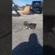 That’s Just My Baby Dog | Cutest Puppy Fetches Stick Bigger than Herself #youtubeshorts #puppy