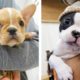 🥰The Best Adorable Bulldogs in The Planet Makes Your Heart Melt 🐶|Cutest Puppies