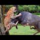 The Best OF Animal Attack 2022- MostAmazing Moments Of Wild Animal Fight!Wild Discovery Animal p3