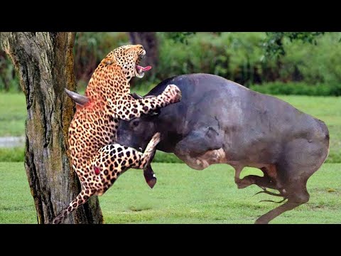 The Best OF Animal Attack 2022- MostAmazing Moments Of Wild Animal Fight!Wild Discovery Animal p3