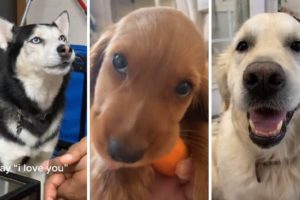 The Cutest Puppies Ever! (Best Doggos that will make you smile)