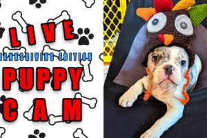 The Cutest Puppies NOT in the 2022 Thanksgiving Dog Show | Syman Says Farms