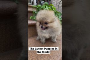 The Cutest Puppies in the World