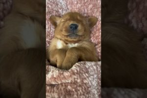 The Cutest Puppy Taking a Nap in Bed - You Won't Believe How Cute He Is! Animal Video #shorts