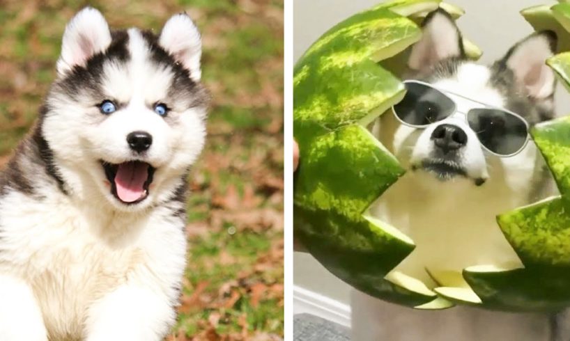 The Cutest and Funniest Husky Puppies 🐶 Look Forward To Seeing Them All 😍 | Cute Puppies