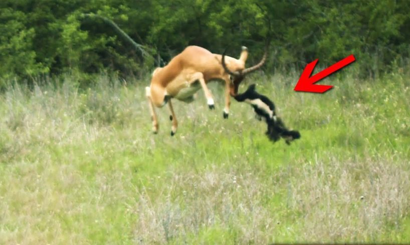 The Impala Definitely Didn’t Expect This / Animal Fights That Got Caught On Camera