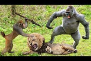 The Most Incredible Wild Animal Fights Caught On Camera 2023 | Wild Adventures | #WildAdventures#180