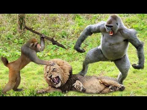 The Most Incredible Wild Animal Fights Caught On Camera 2023 | Wild Adventures | #WildAdventures#180