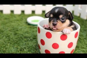 The cutest puppies in the world 2023😍 #cutedogs #funnydogs