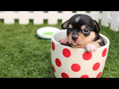 The cutest puppies in the world 2023😍 #cutedogs #funnydogs