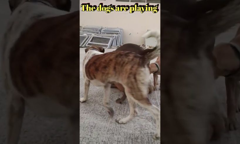 The dogs are playing / Pitbull VS American Bully #shorts #nature #viral #dog