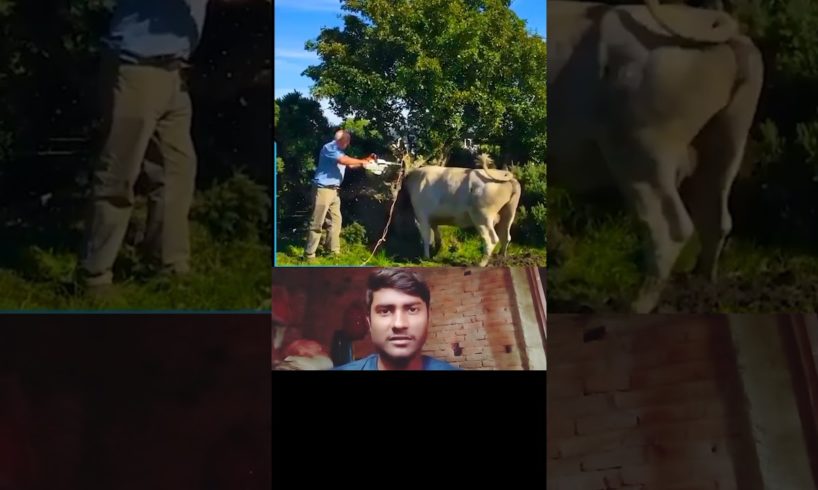 The head of this bull got stuck in a tree.🥺 परंतु अंकल ने इसकी मदद कि 🙏🏼