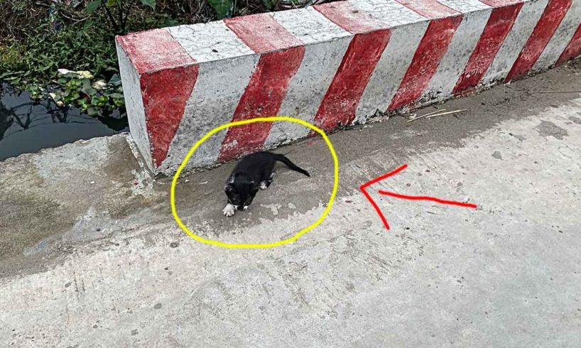 The kitten is exhausted, hungry, lonely... It begs the passersby to save it but no one notices