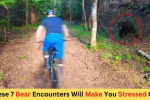 These 7 Bear Encounters Will Make You Stressed Out | Scary Animal Encounter | Close Encounter | Jaws