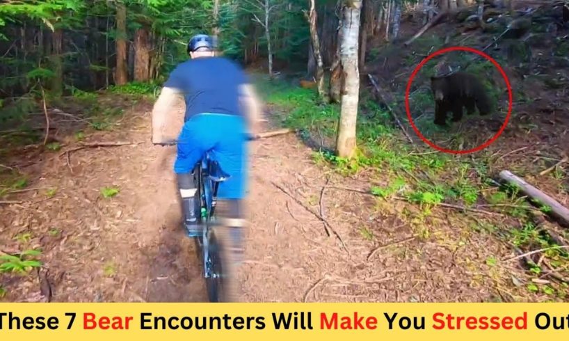 These 7 Bear Encounters Will Make You Stressed Out | Scary Animal Encounter | Close Encounter | Jaws