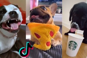 These Might Be the Cutest Dogs on TikTok 🤔🐕