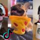 These Might Be the Cutest Dogs on TikTok 🤔🐕