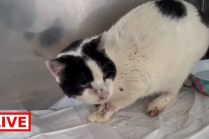 They found in the road a stray cat with a big wound on his neck - Takis Shelter