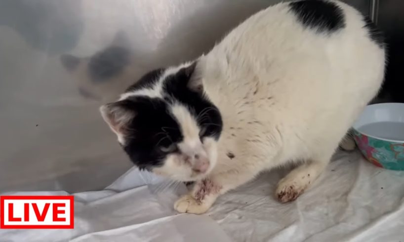 They found in the road a stray cat with a big wound on his neck - Takis Shelter