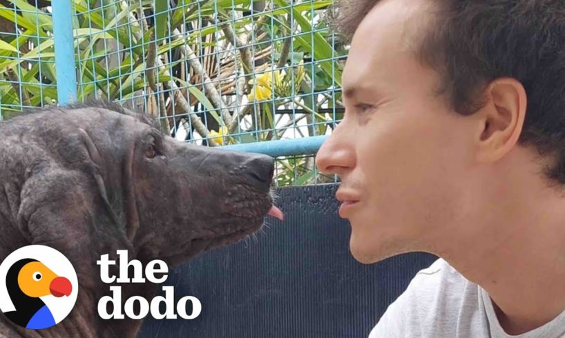 This Dog Is Unrecognizable Now | The Dodo