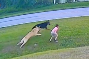 This Dog Risked His Life to save His Girl! Animals That Saved Human Lives