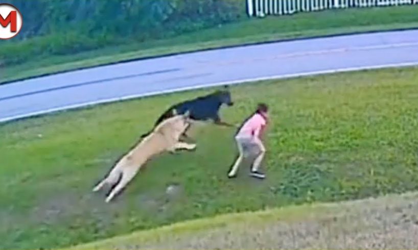 This Dog Risked His Life to save His Girl! Animals That Saved Human Lives