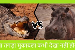 This Hippo Vs Croc Fight Was INSANE! 🤯😱 animal fight to death