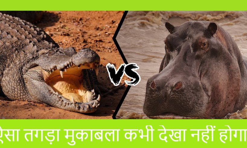 This Hippo Vs Croc Fight Was INSANE! 🤯😱 animal fight to death