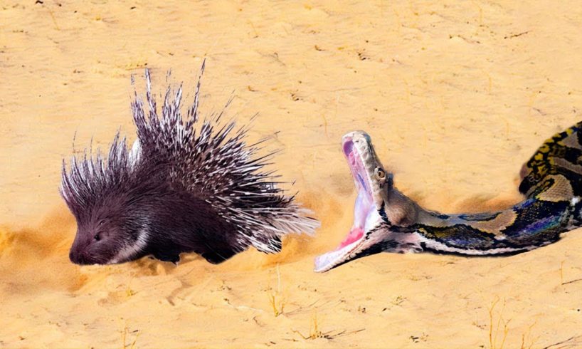 This snake was doomed! Rare animal fights caught on camera
