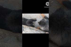 Tibetan mastiff playing with puppy #shorts #shortsfeed #trending #ytshorts #viral #pet #animals