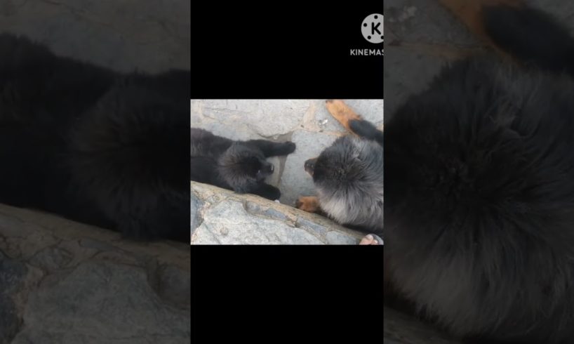 Tibetan mastiff playing with puppy #shorts #shortsfeed #trending #ytshorts #viral #pet #animals