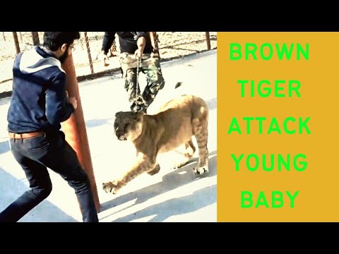 Tiger attack, tiger, Animal fights, tiger  brown  tiger, attack young baby