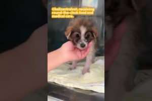 Tiny puppy found so weak on the street