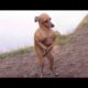 Try Not To Laugh Dogs And Cats 😁 - Funniest Animals Video 2022 🐧 #Ever1