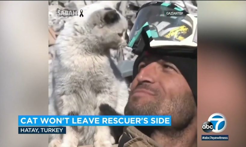 Turkish firefighter rescues cat trapped in rubble; adopts it after animal refused to leave his side