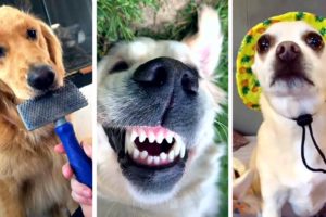 Ultimate Funny DOGS Compilation! 🤣 (Cutest PUPPIES on the internet) 🐕 #3