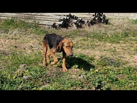 Was left to starve to death! Neglected and abandoned dog .