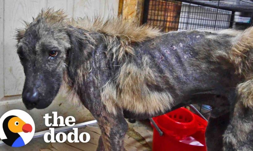 Watch This Dog’s Life Get Completely Transformed | The Dodo