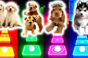 Watch This Video to See the Cutest Puppy Movements! Cute puppies cute cat - Tiles hop EDM Rush