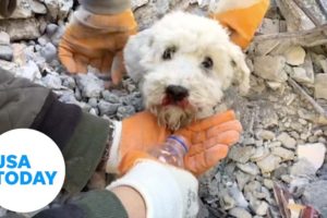 Watch the dramatic rescue as crews in Turkey pull dog from rubble 60 hours after deadly earthquake
