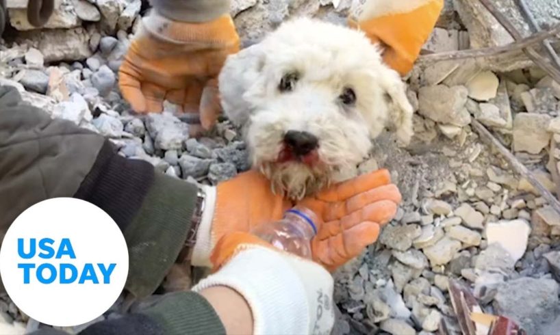 Watch the dramatic rescue as crews in Turkey pull dog from rubble 60 hours after deadly earthquake